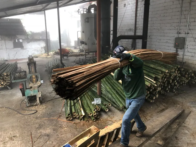 A worker carries a bundle of bamboo stakes